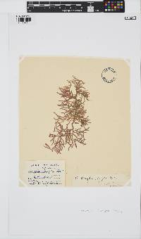 Wrangelia nobilis image