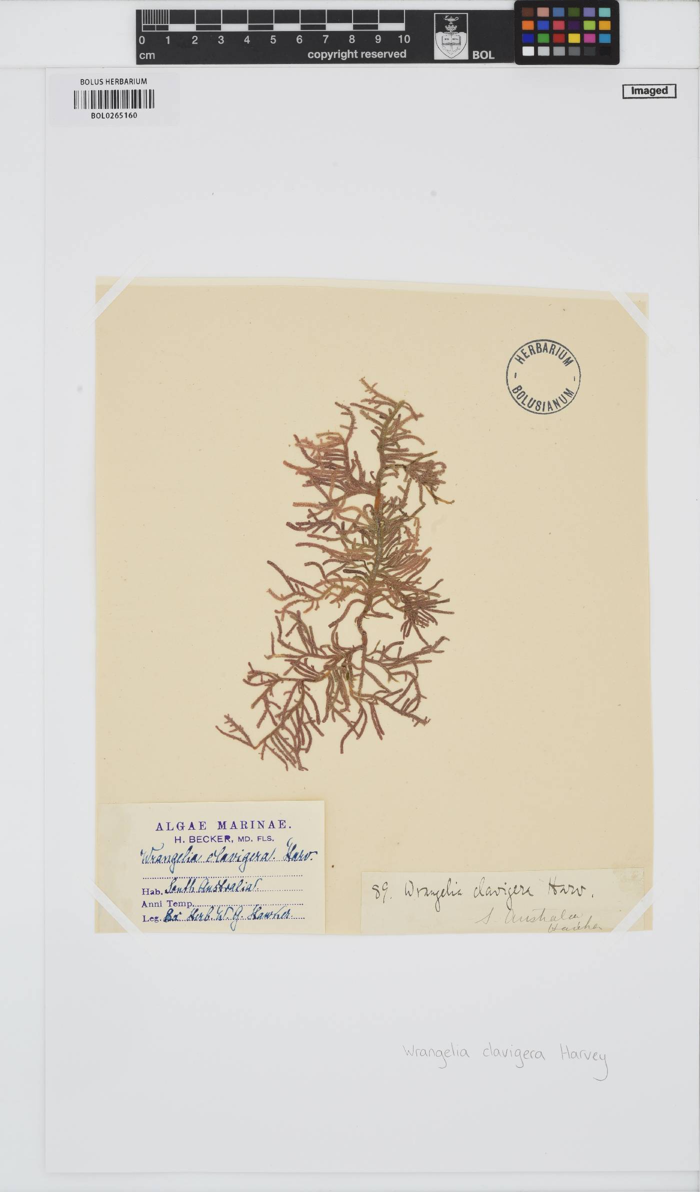 Wrangelia nobilis image