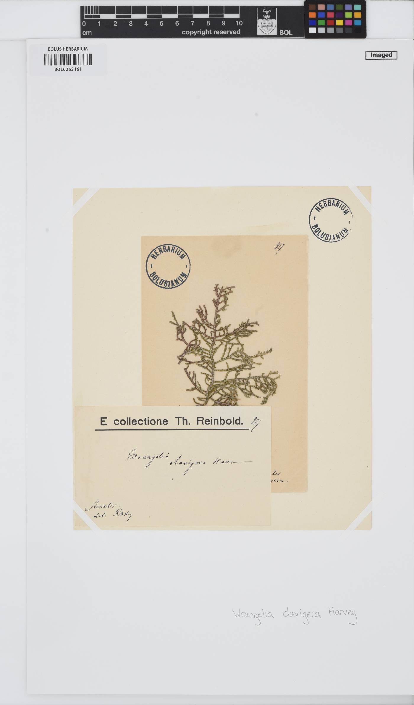 Wrangelia nobilis image