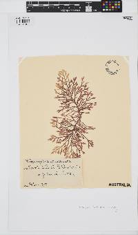 Wrangelia nobilis image