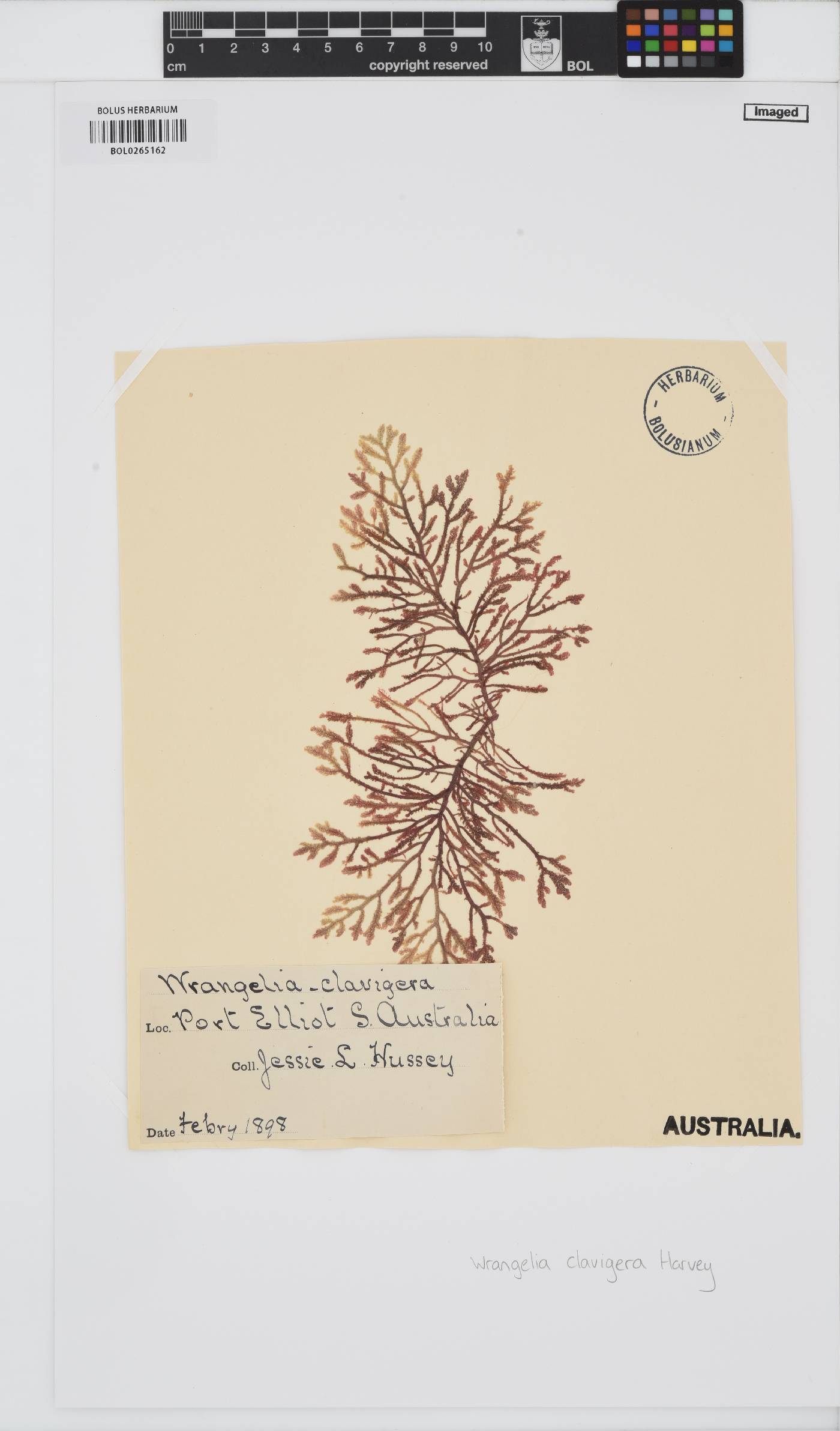 Wrangelia nobilis image