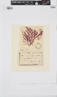 Image of Warrenia comosa