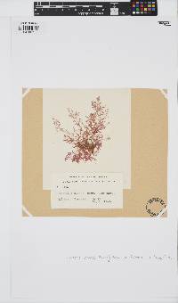 Warrenia comosa image