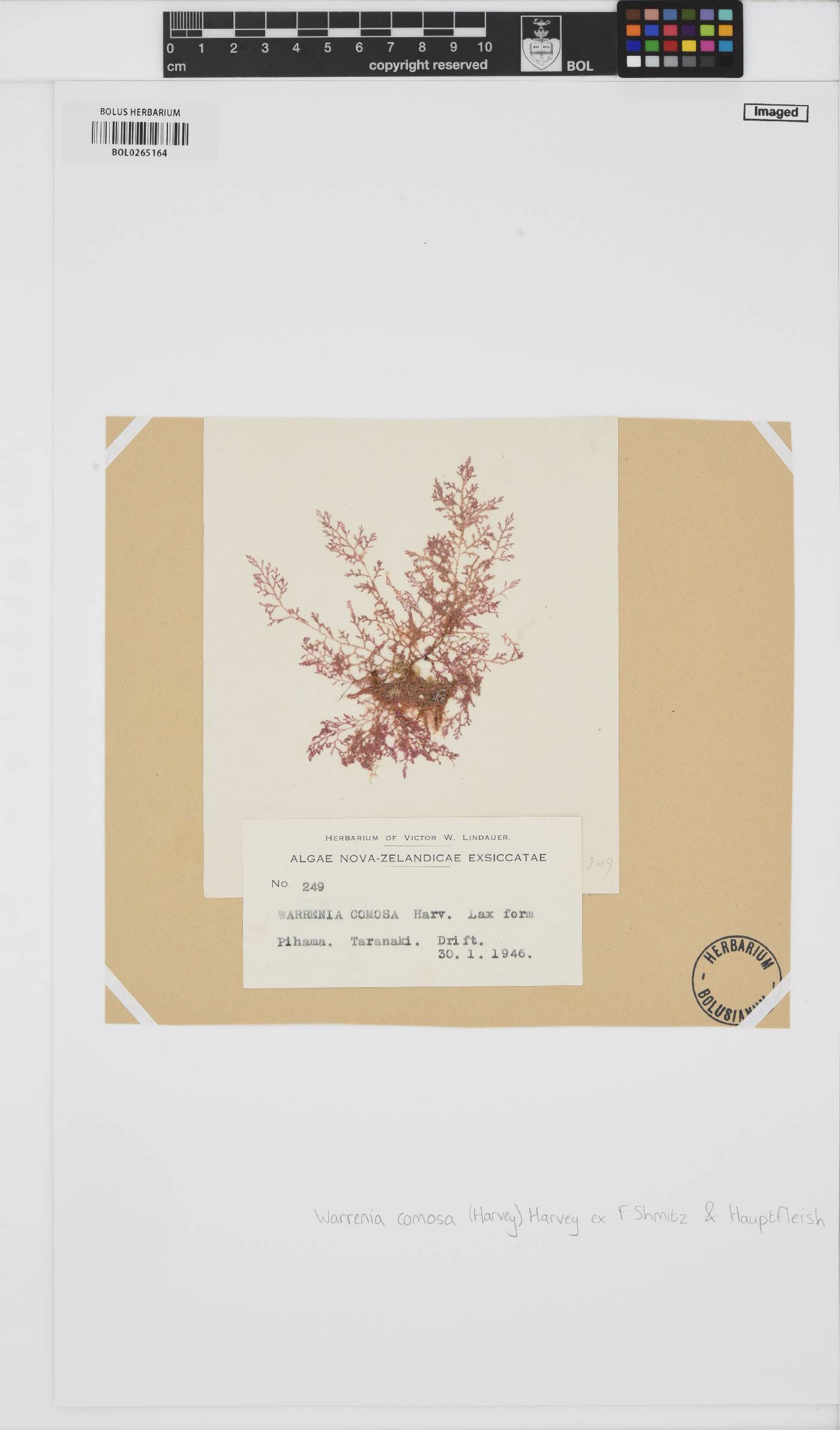 Warrenia comosa image