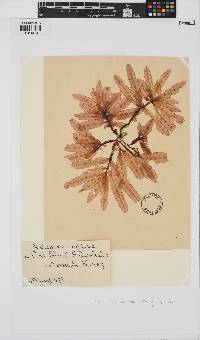 Image of Chauviniella coriifolia