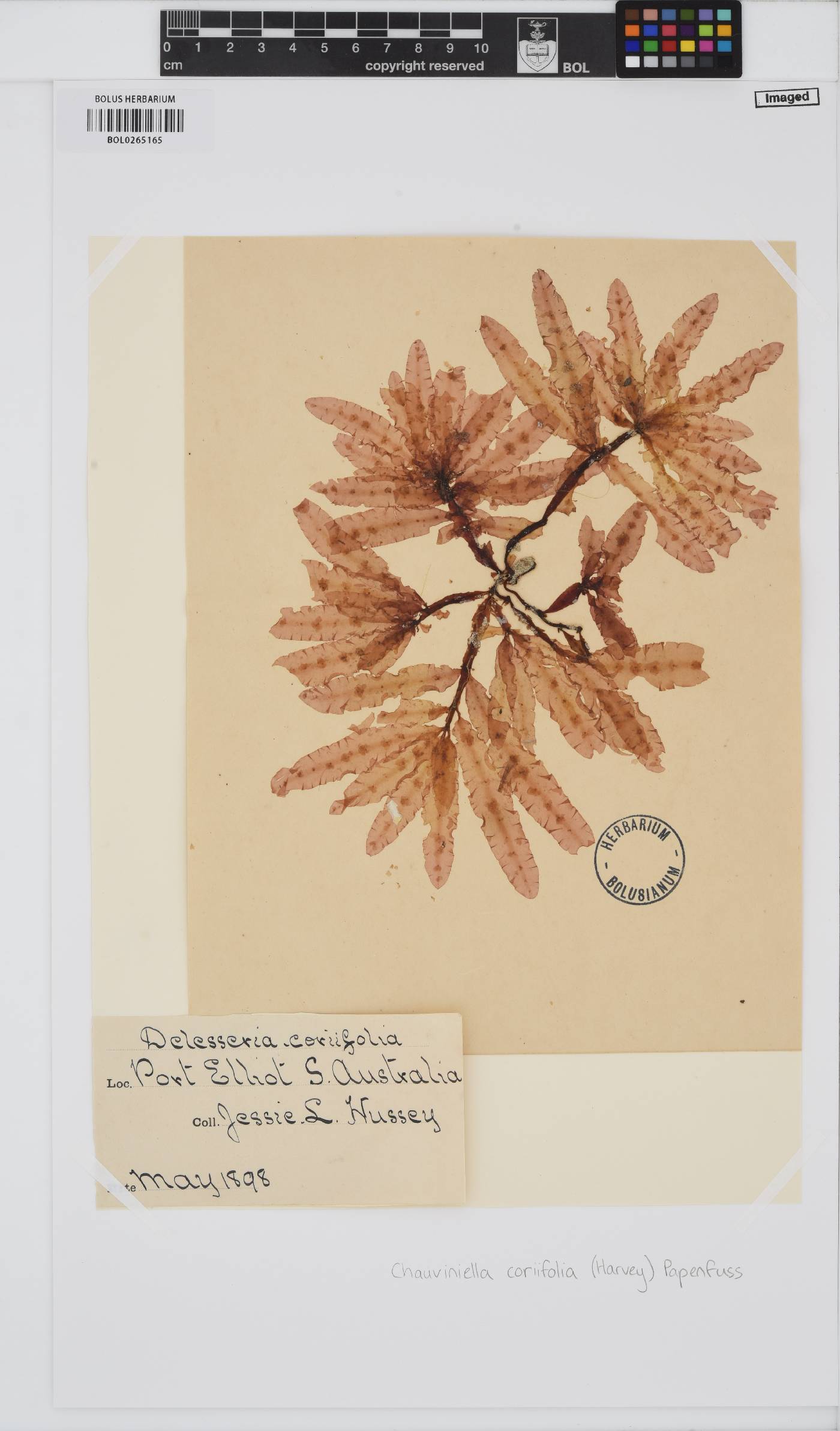 Chauviniella coriifolia image