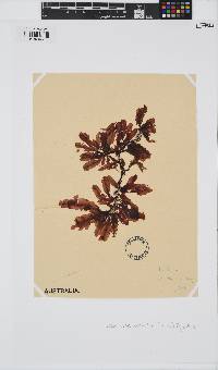 Chauviniella coriifolia image