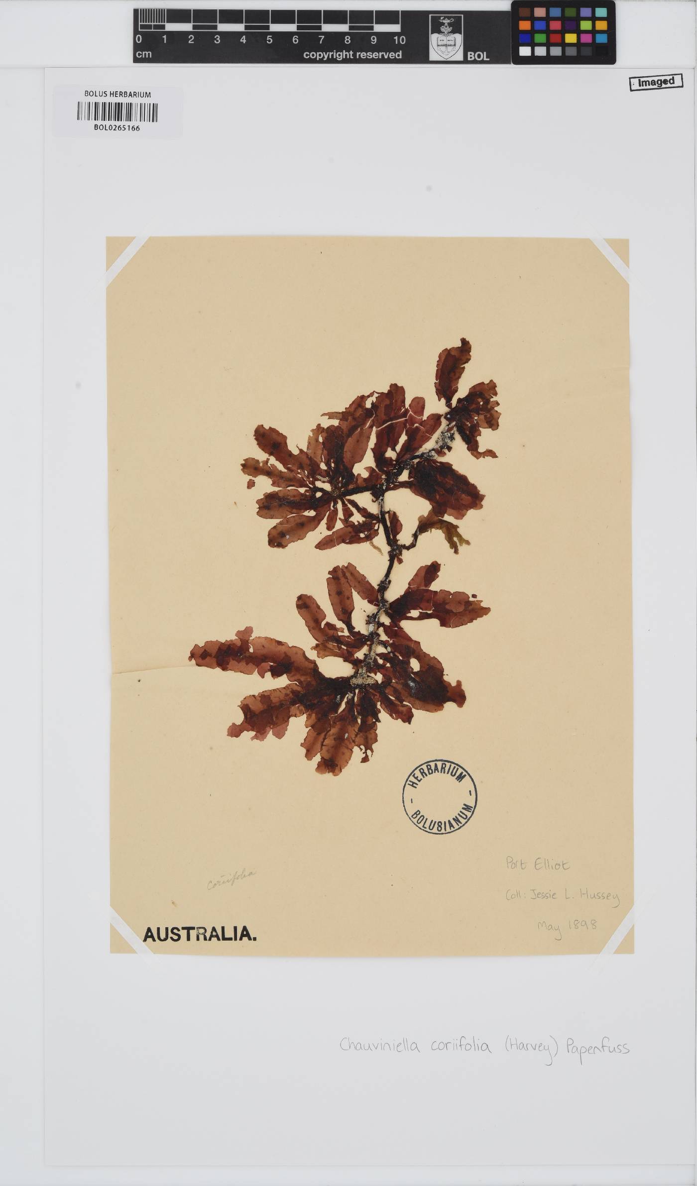 Chauviniella coriifolia image