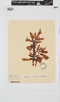 Chauviniella coriifolia image