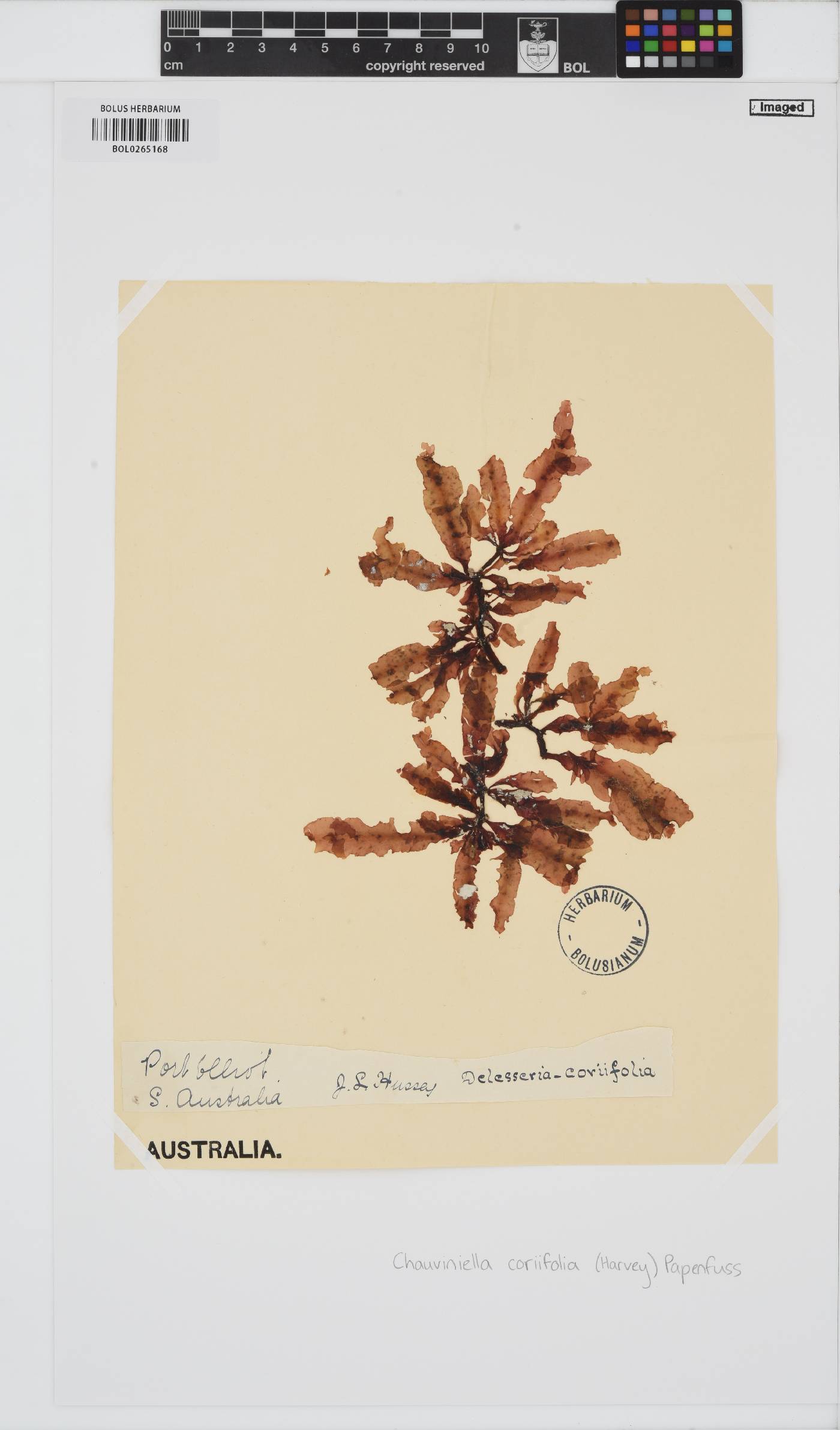 Chauviniella coriifolia image