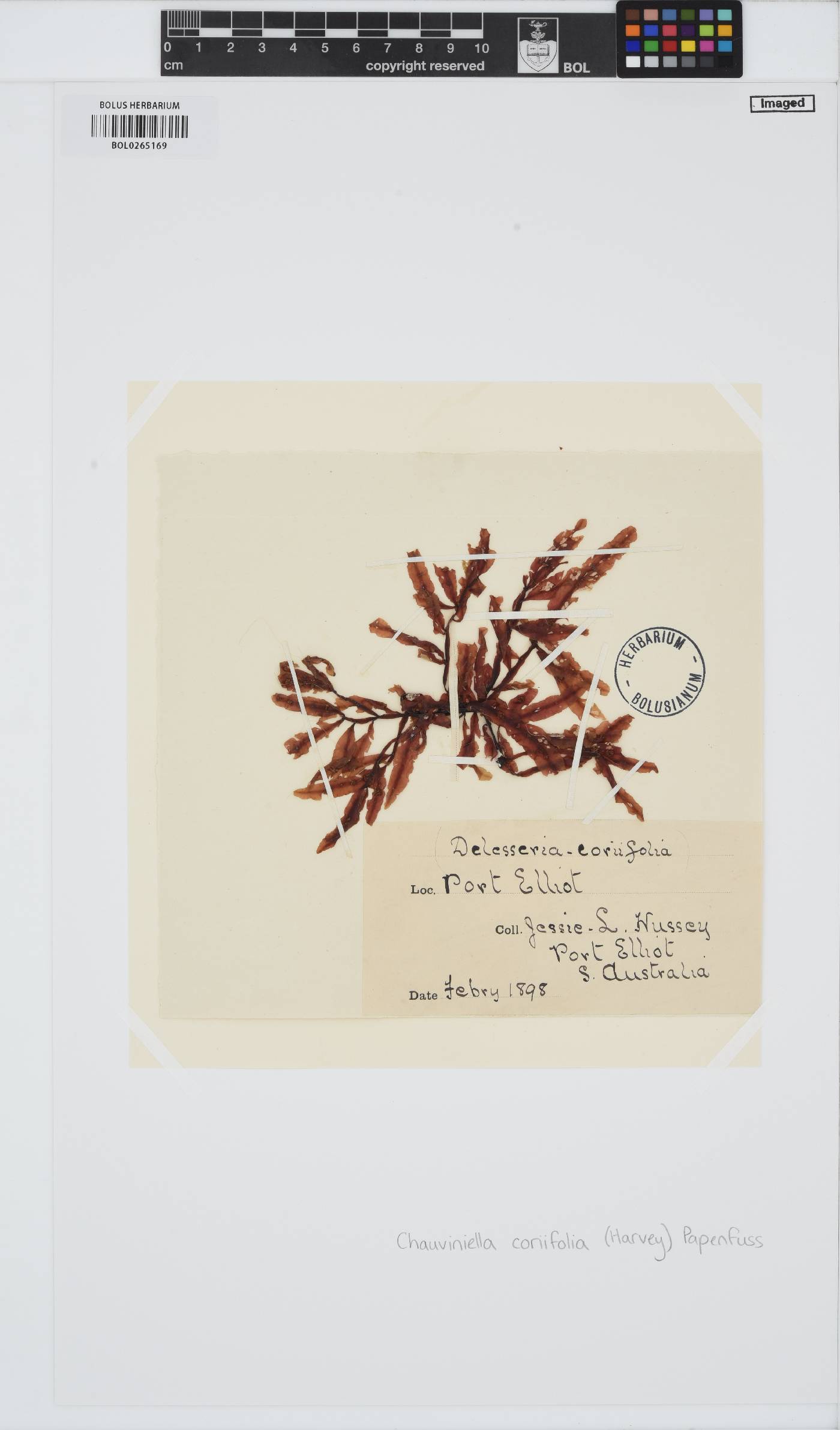 Chauviniella coriifolia image