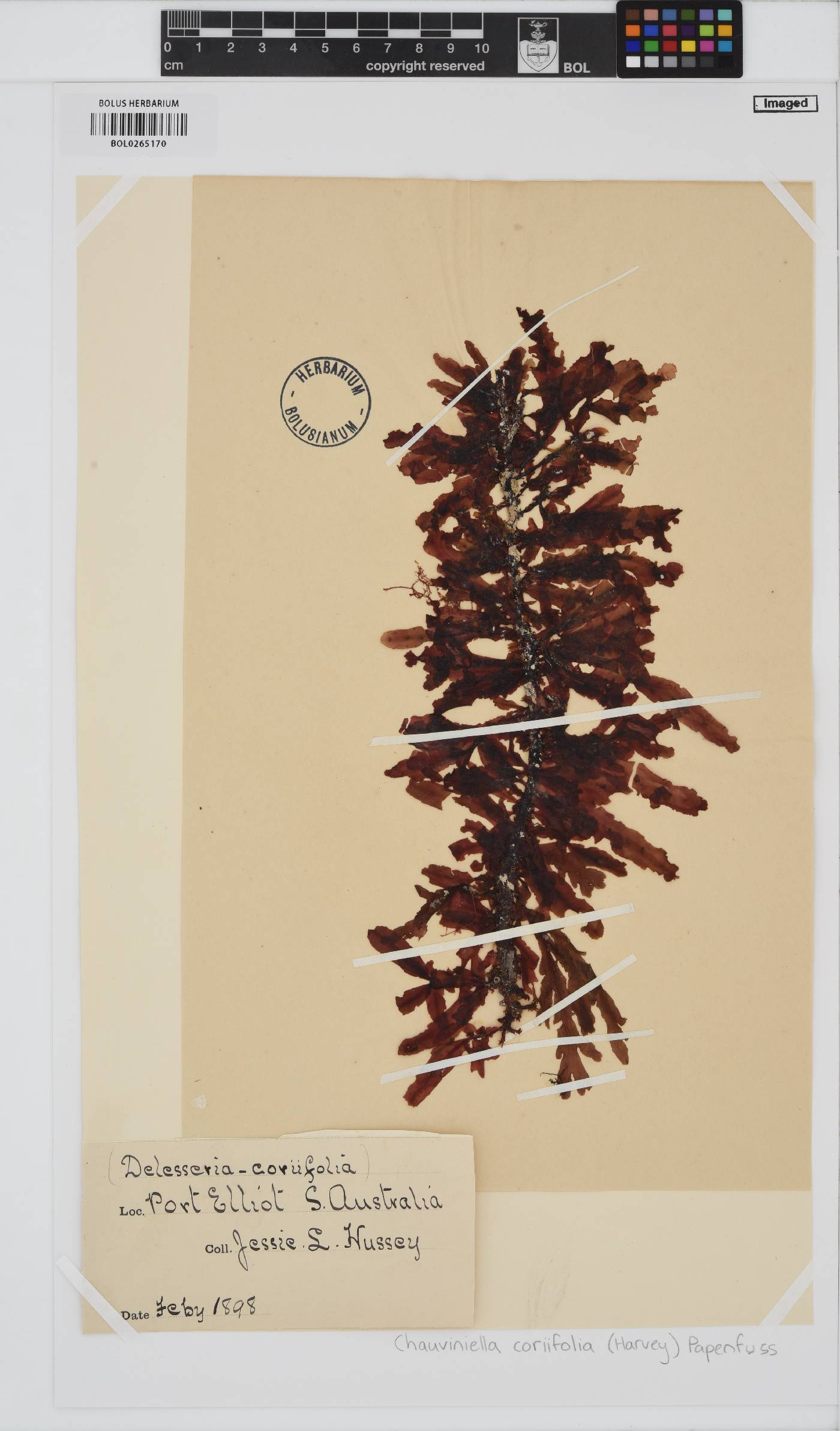 Chauviniella coriifolia image