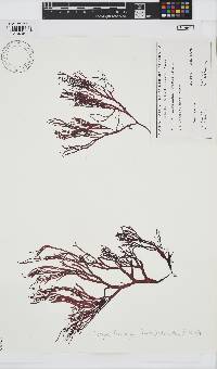 Tsengia feredayae image