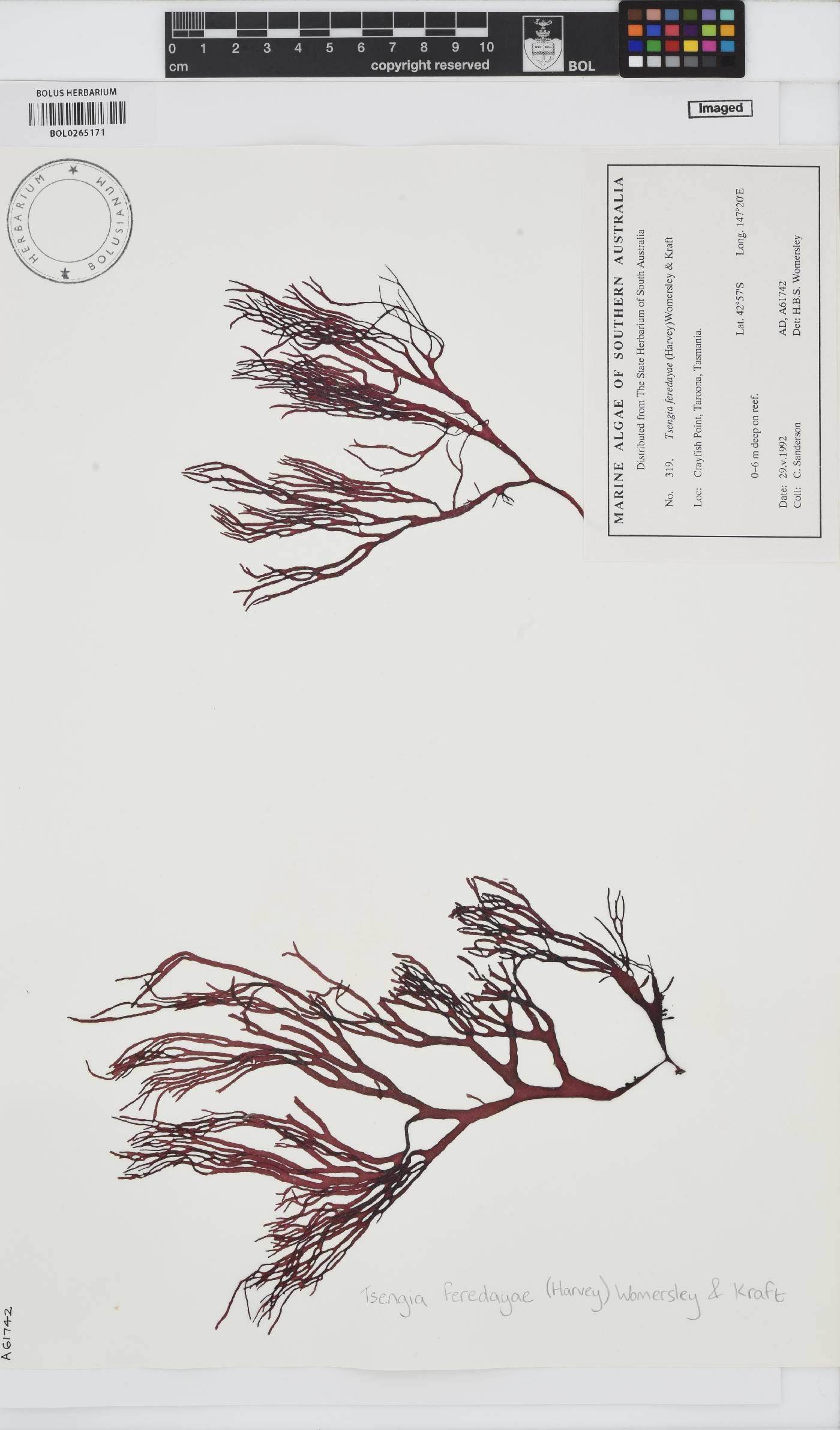 Tsengia feredayae image
