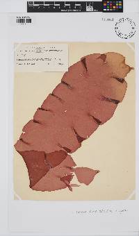 Schizymenia novae-zelandiae image