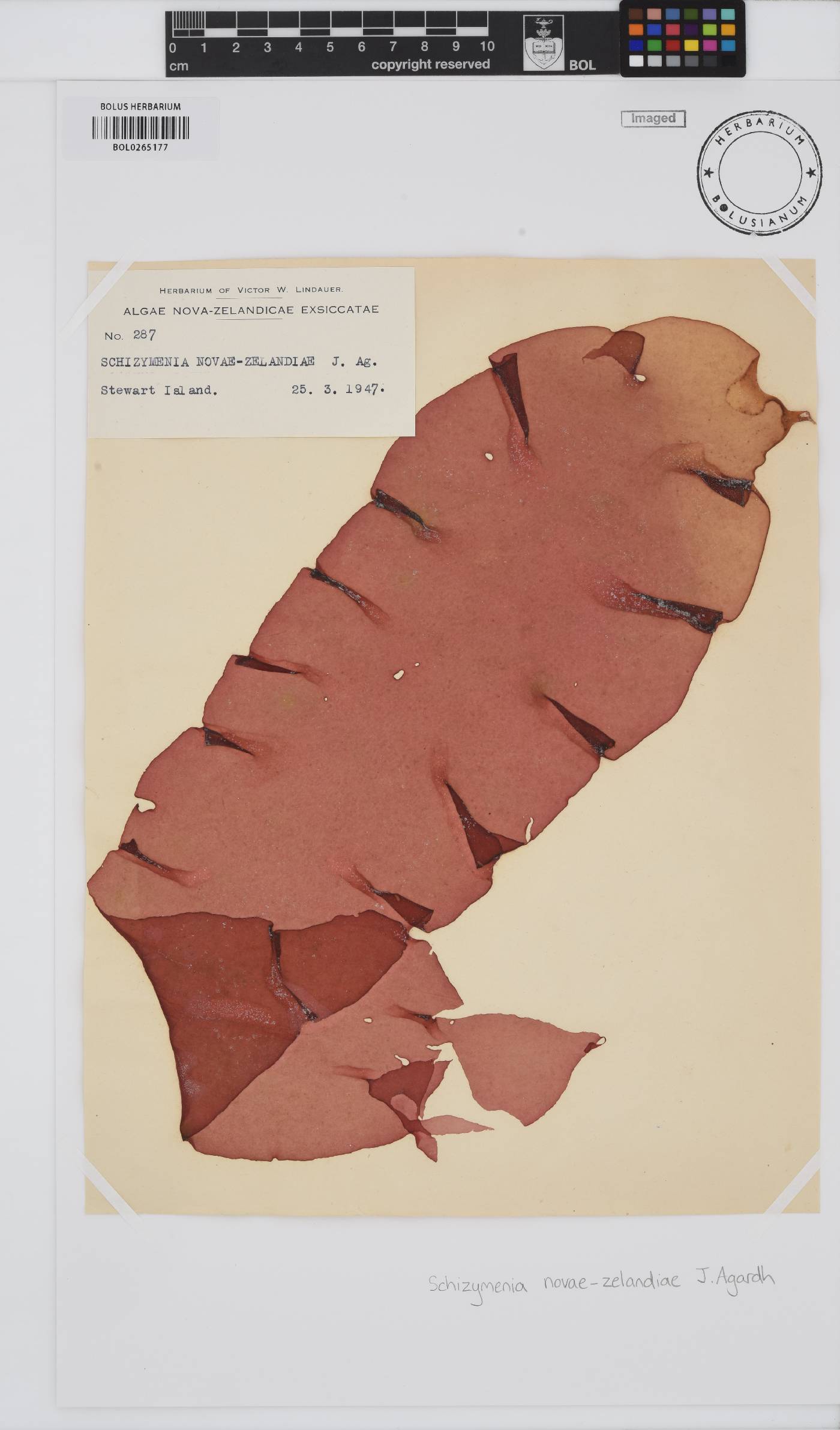 Schizymenia novae-zelandiae image