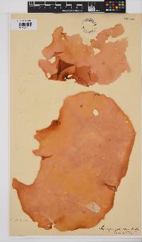 Schizymenia erosa image