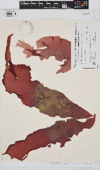 Schizymenia dubyi image