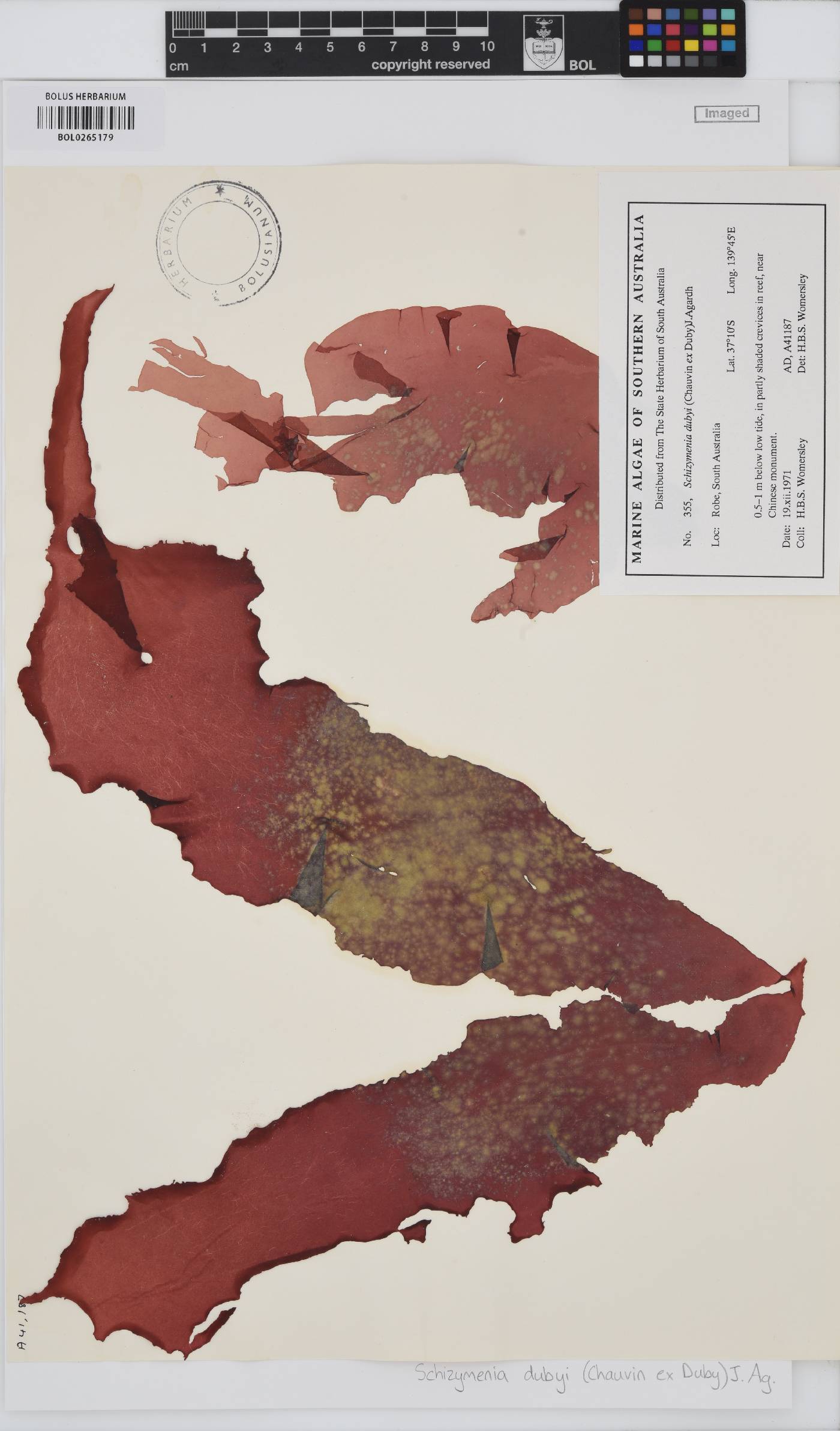 Schizymenia dubyi image