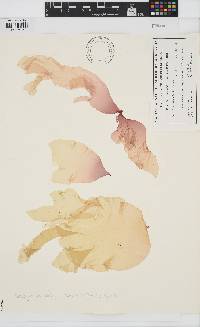 Schizymenia dubyi image