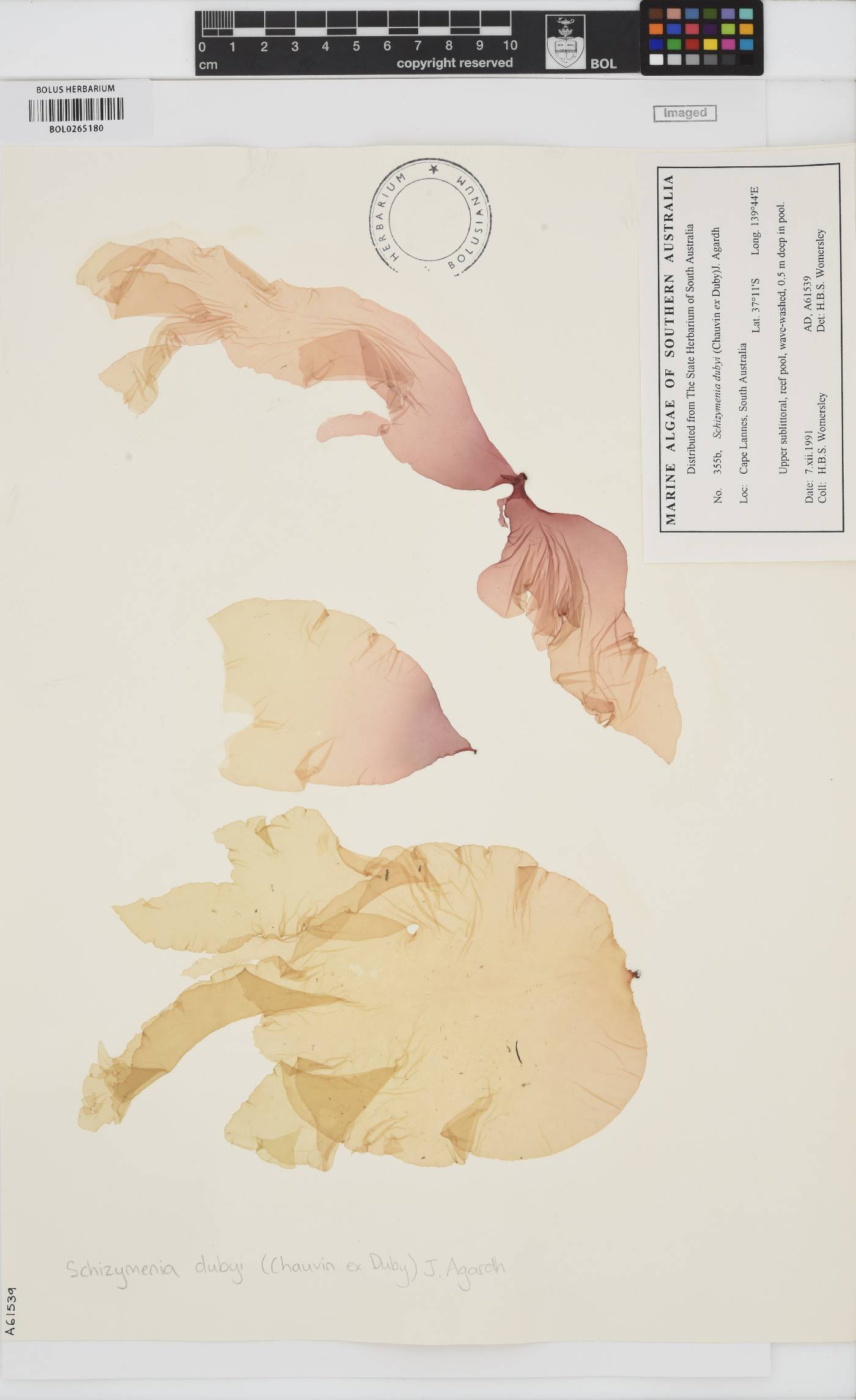 Schizymenia dubyi image