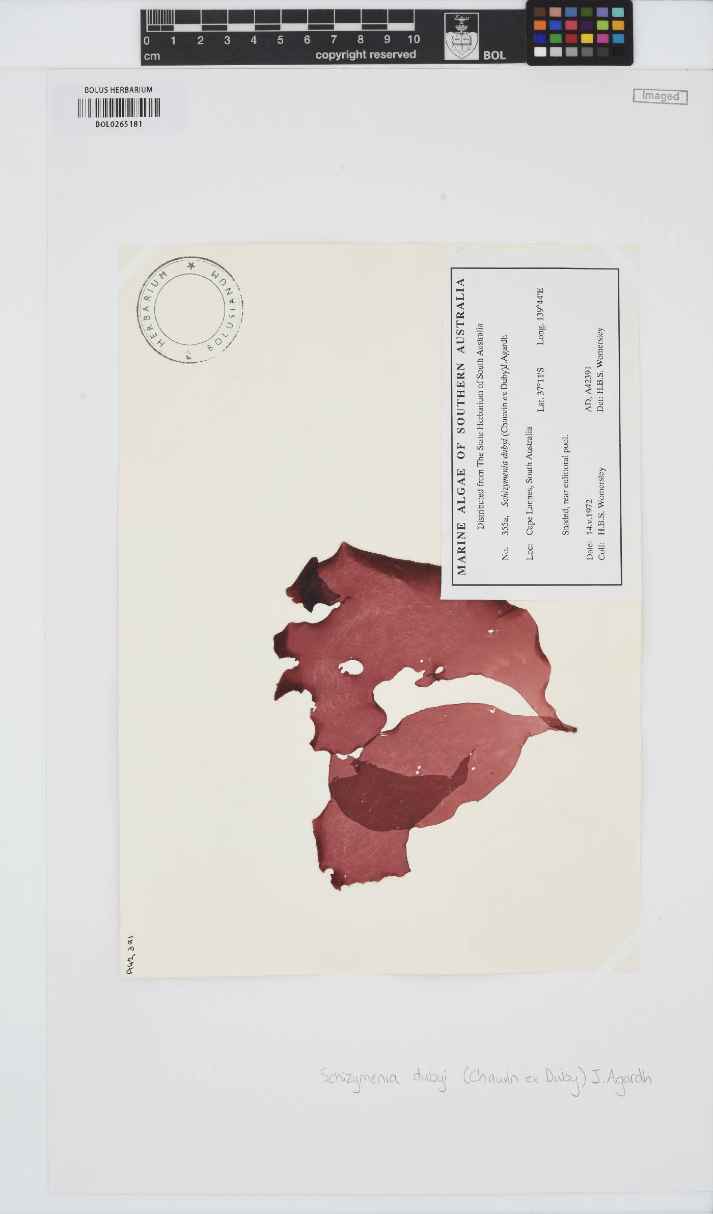 Schizymenia dubyi image