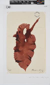 Schizymenia dubyi image