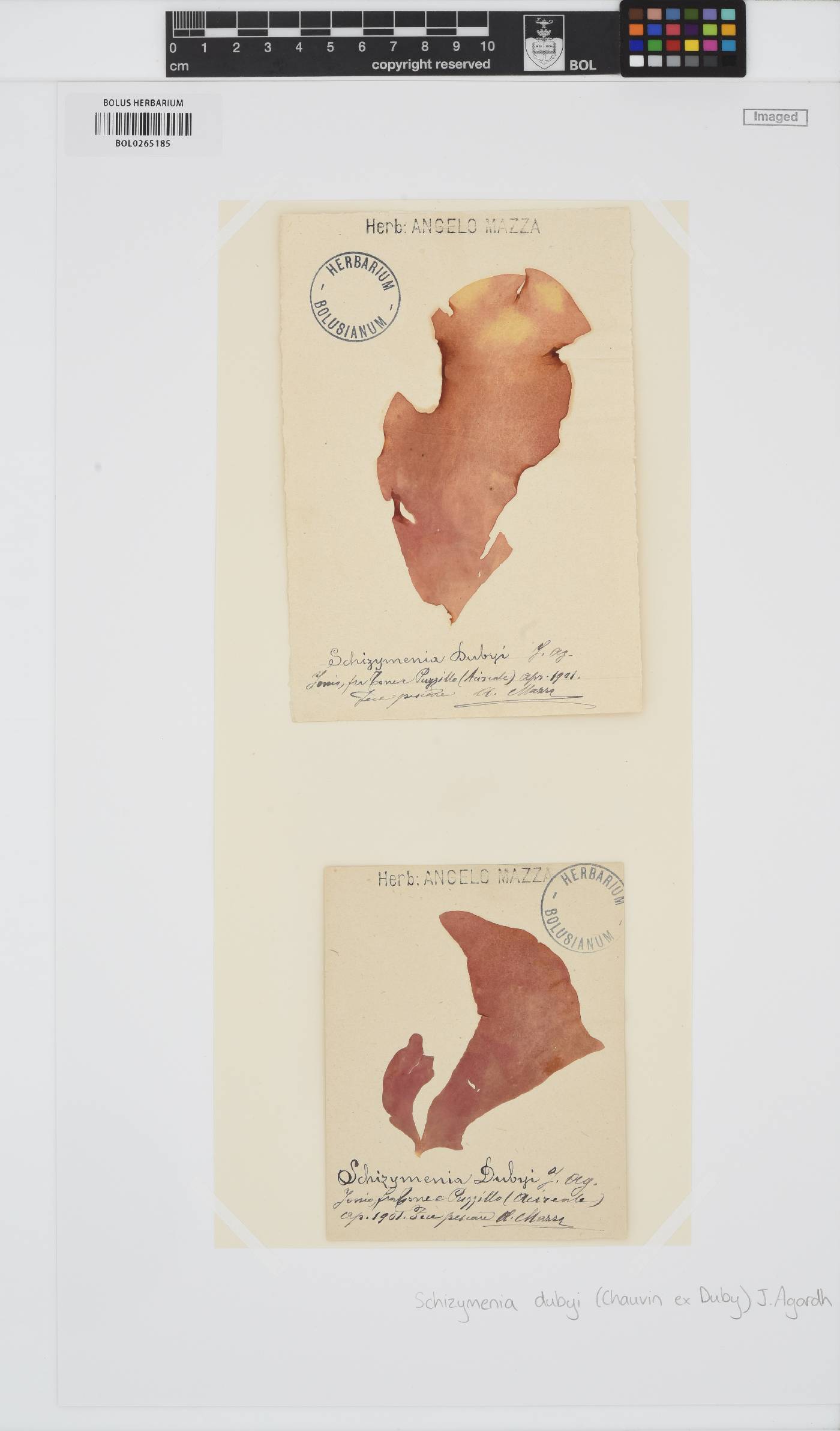 Schizymenia dubyi image