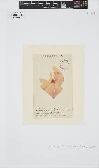 Schizymenia dubyi image