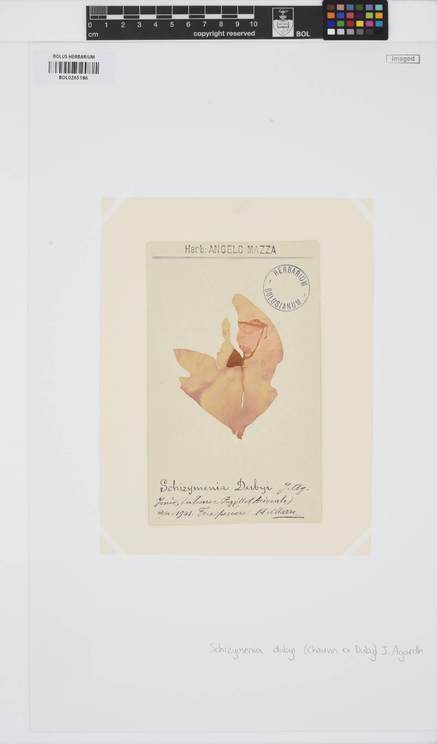 Schizymenia dubyi image