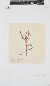 Sarcomenia delesserioides image