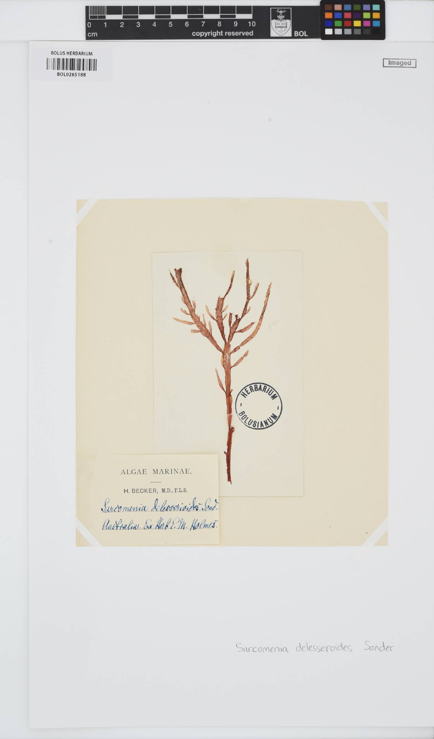 Sarcomenia image