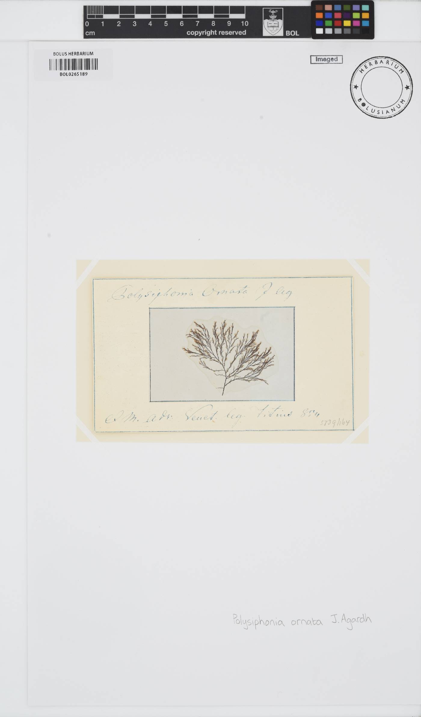 Polysiphonia ornata image