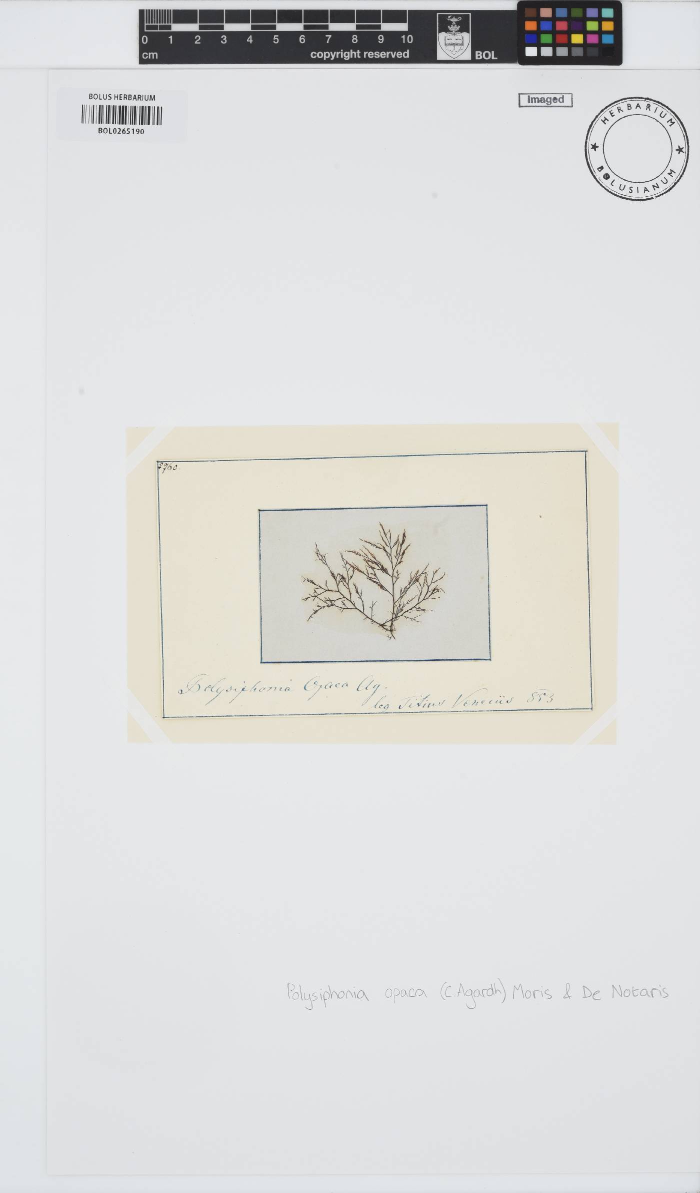 Polysiphonia opaca image