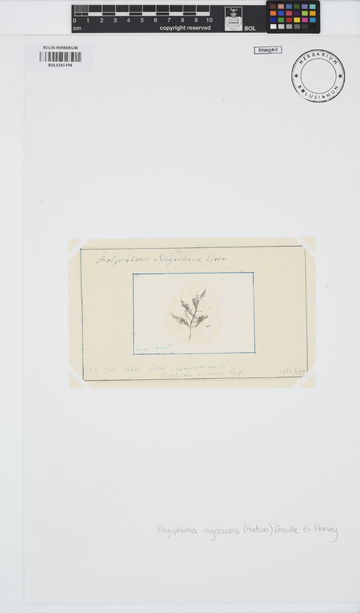 Vertebrata image