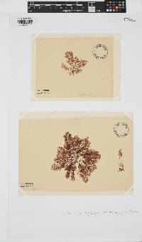 Vertebrata fucoides image