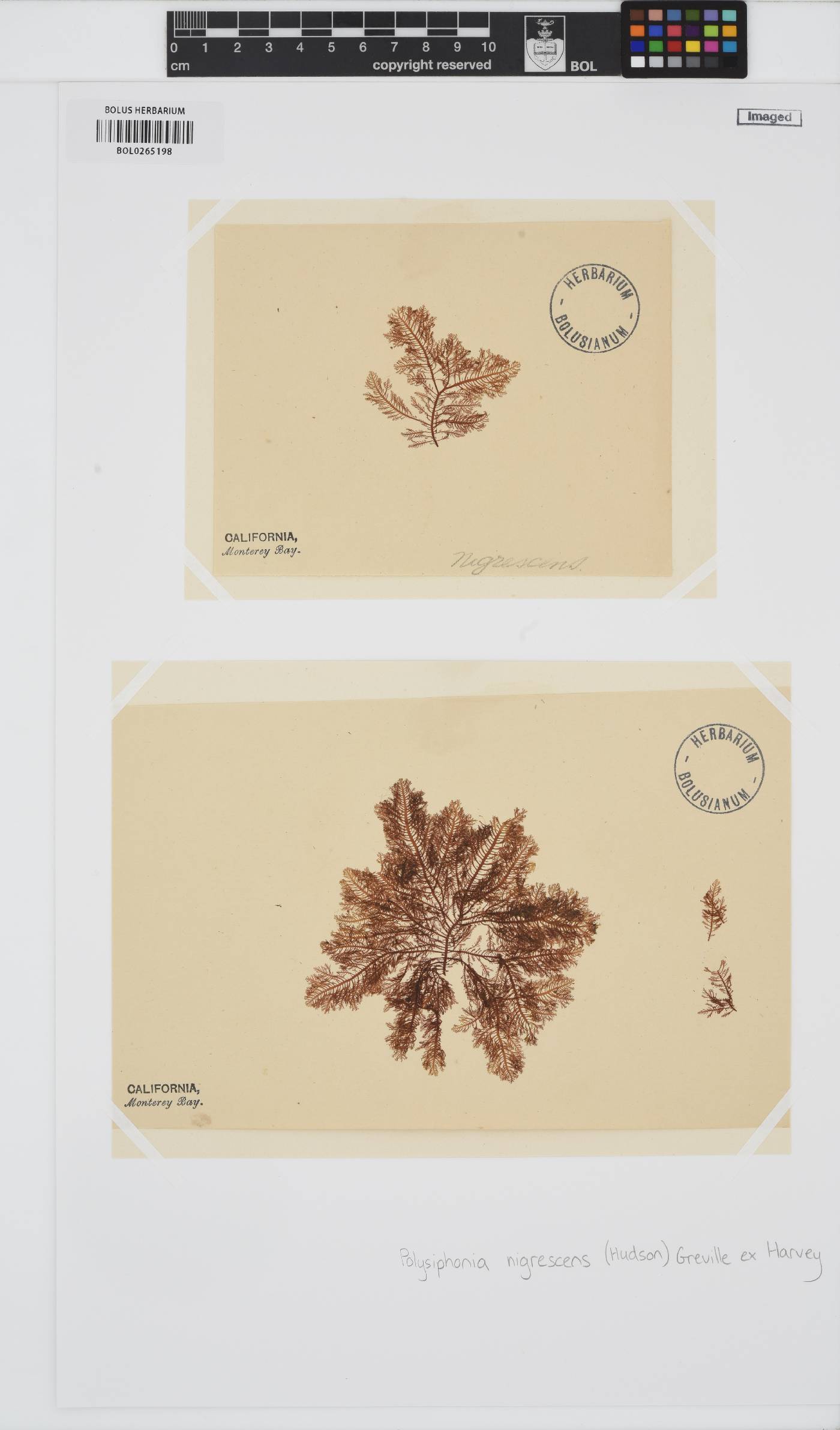 Vertebrata fucoides image