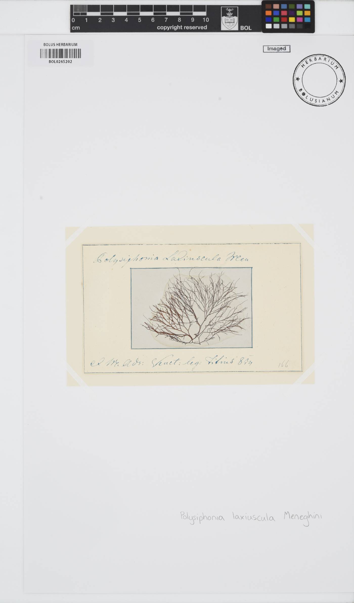 Polysiphonia opaca image