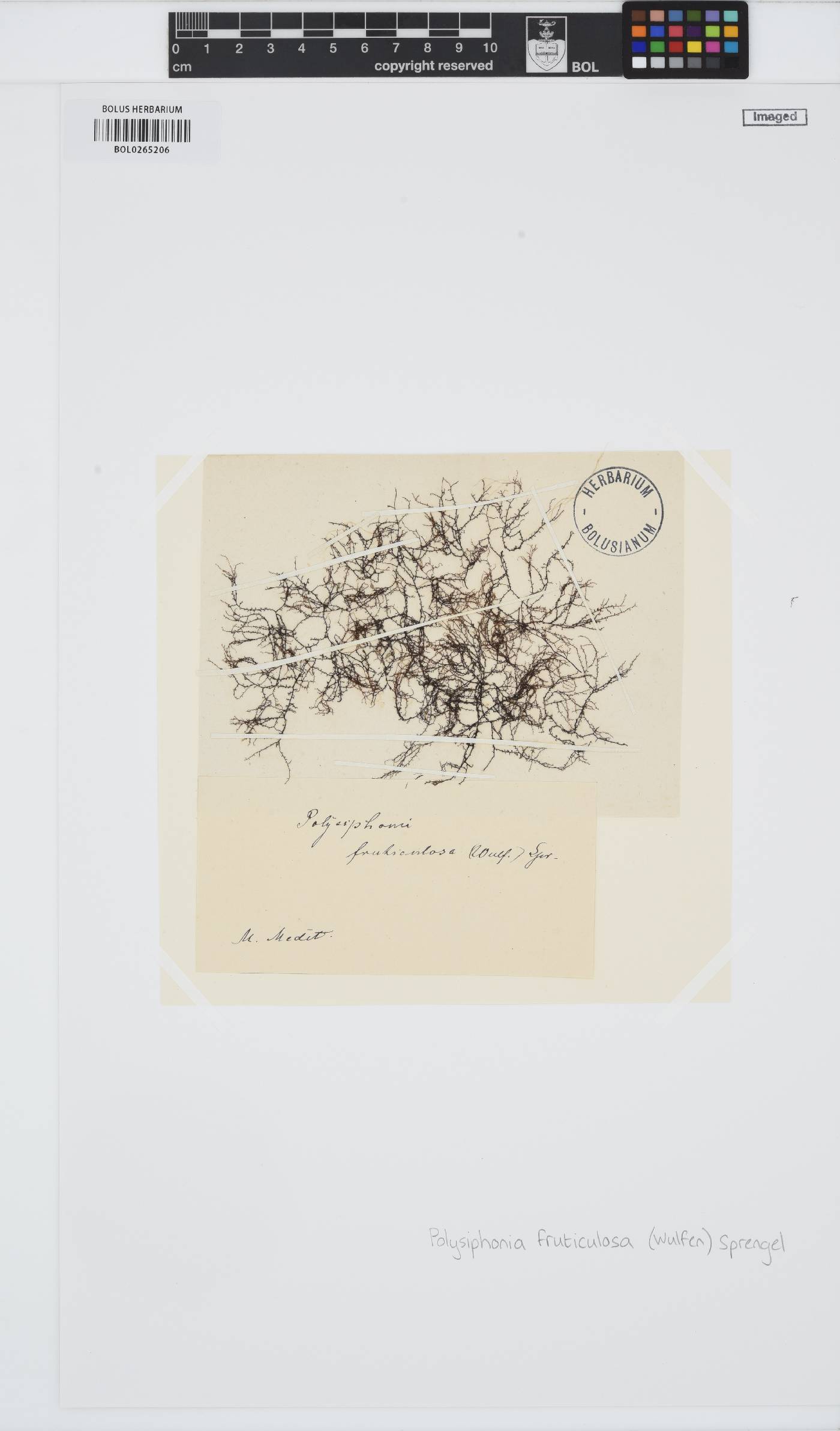 Vertebrata fruticulosa image