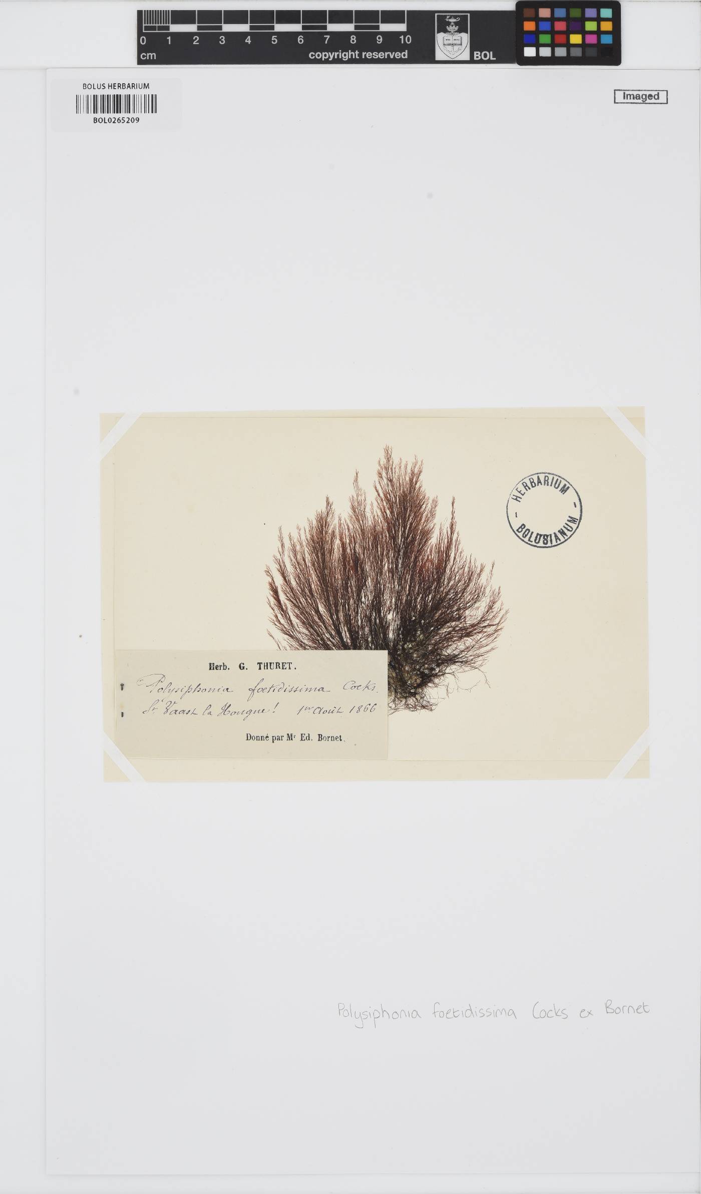 Vertebrata foetidissima image