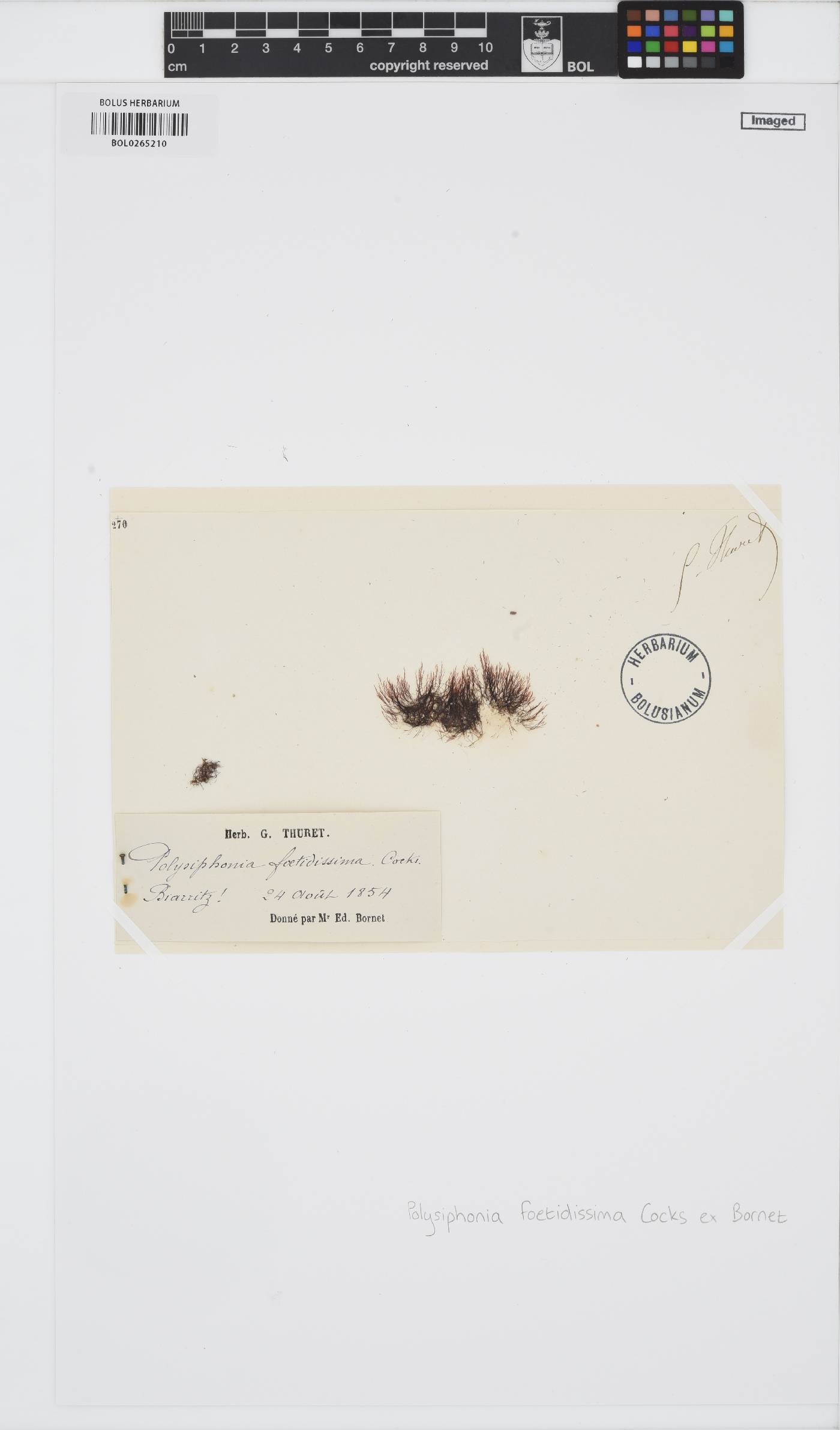 Vertebrata foetidissima image
