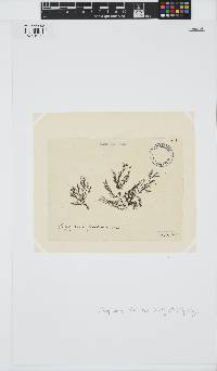 Leptosiphonia fibrillosa image