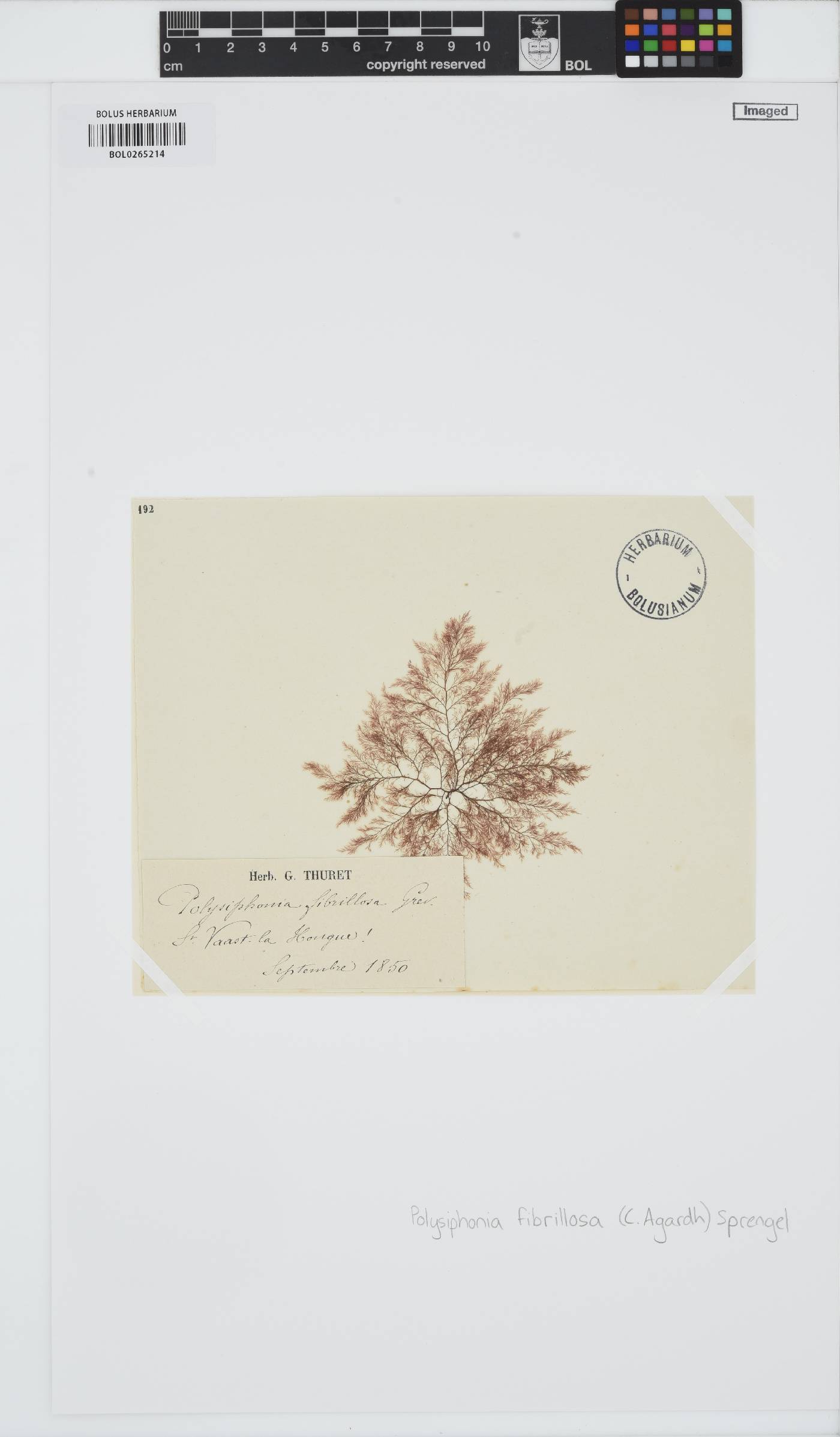 Leptosiphonia fibrillosa image