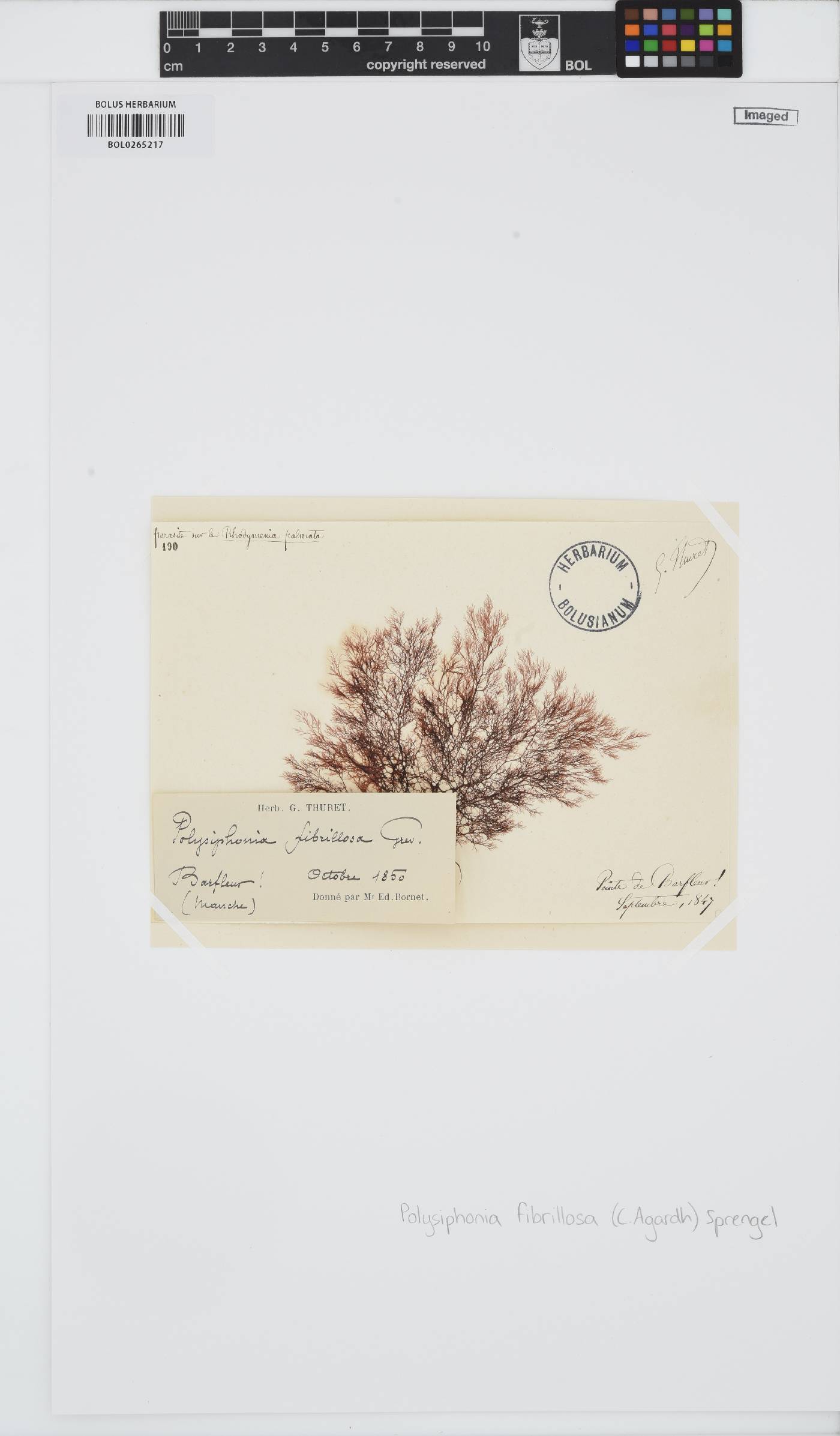 Leptosiphonia fibrillosa image