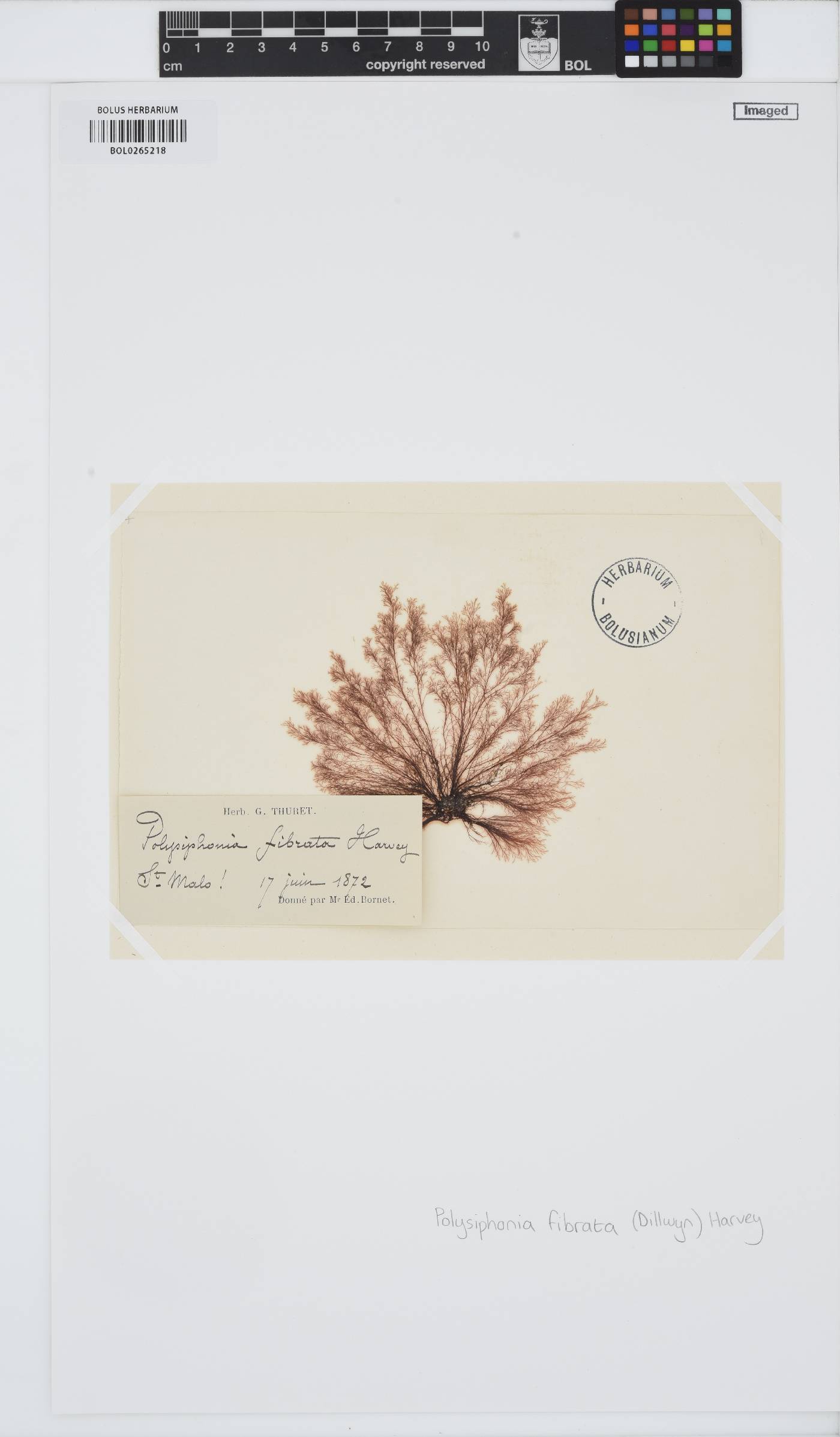 Leptosiphonia fibrata image