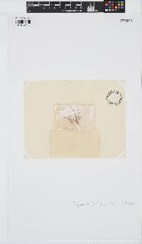 Melanothamnus ferulaceus image