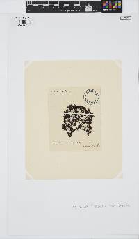 Vertebrata lanosa image
