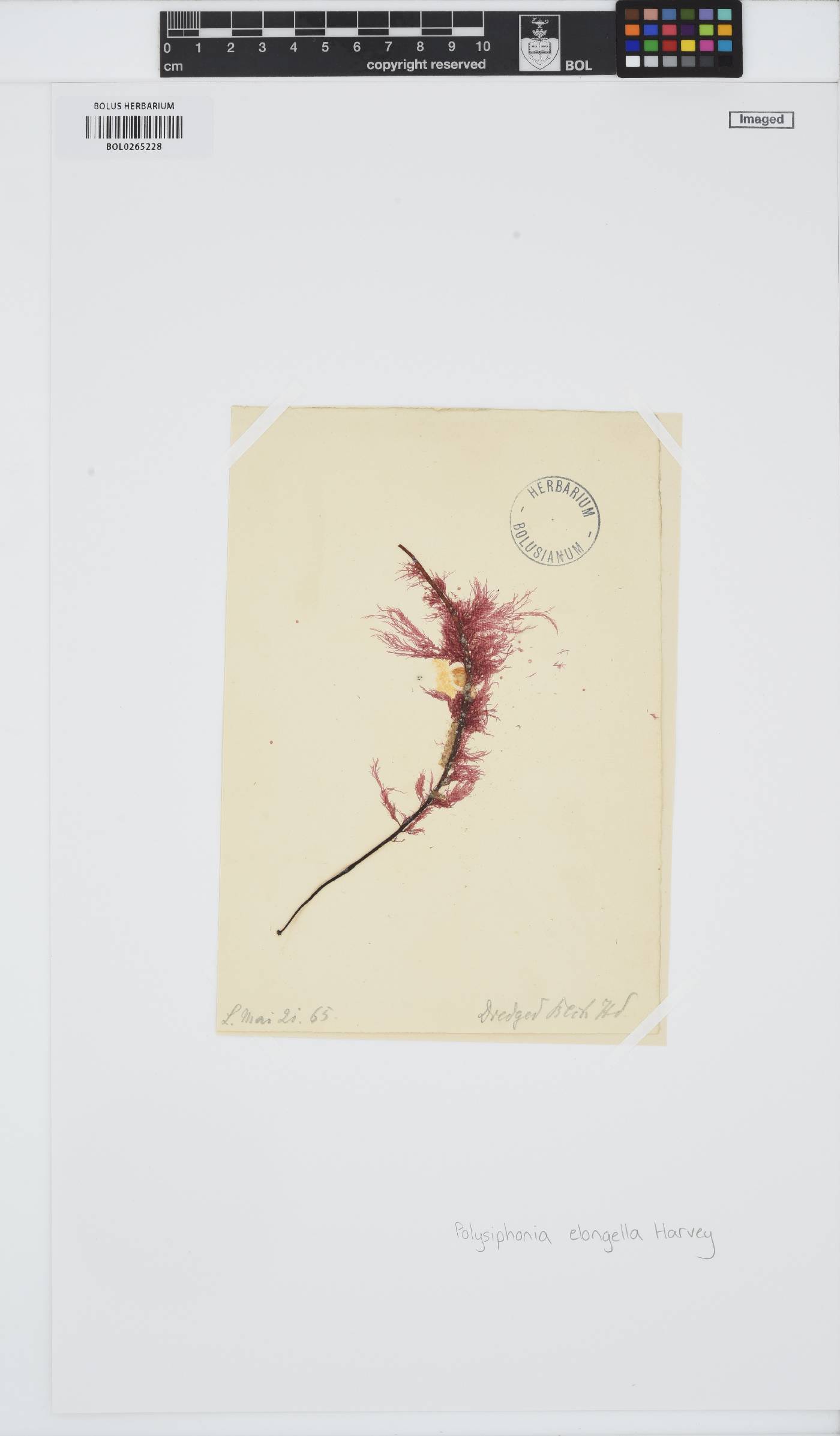 Carradoriella elongella image