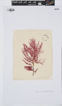Carradoriella elongella image