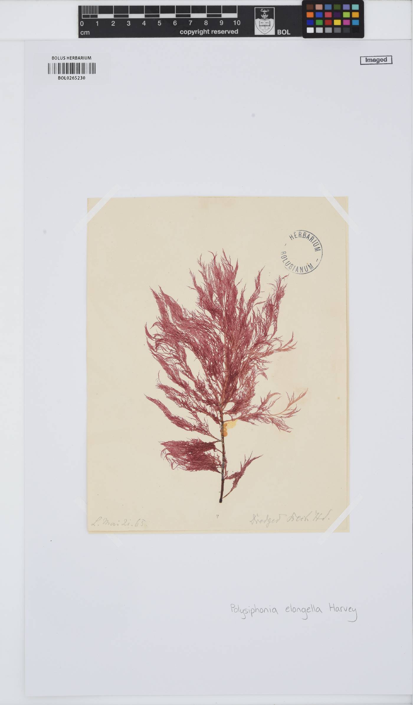 Rhodomelaceae image